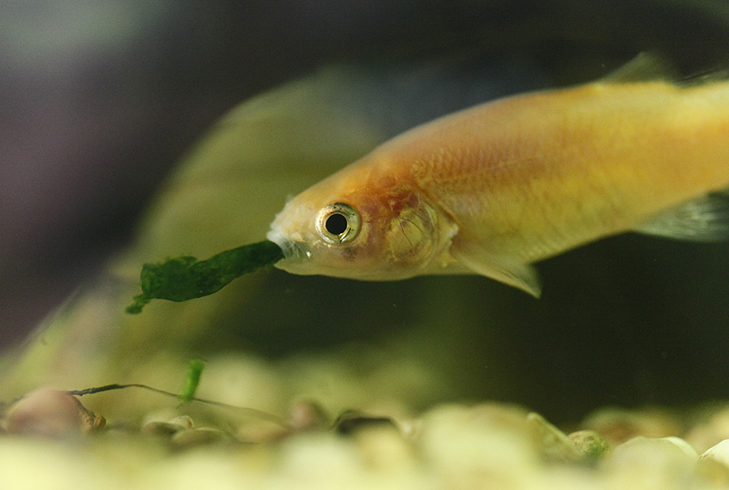 What Do Minnows Eat?, Minnows Diet by Types