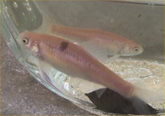 Mosquitofish Minnow – Live Aquaponics