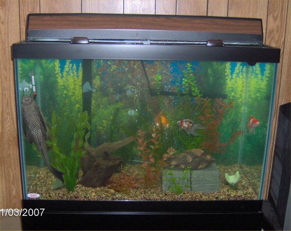 Trang về bể cá Robyns 65 gallonTrang về bể cá Robyns 65 gallon  